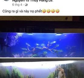 ảnh