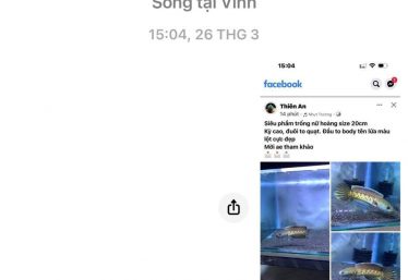 ảnh